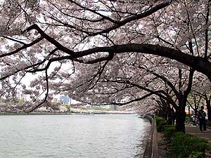 大川両岸に続く桜