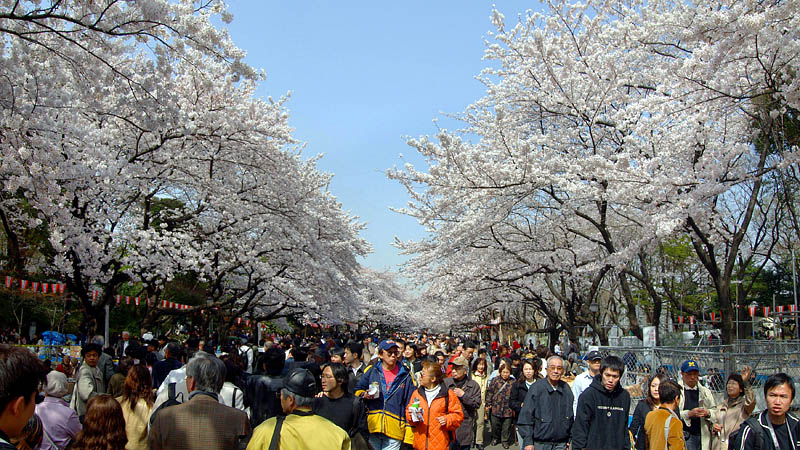 左側通行の桜の並木道