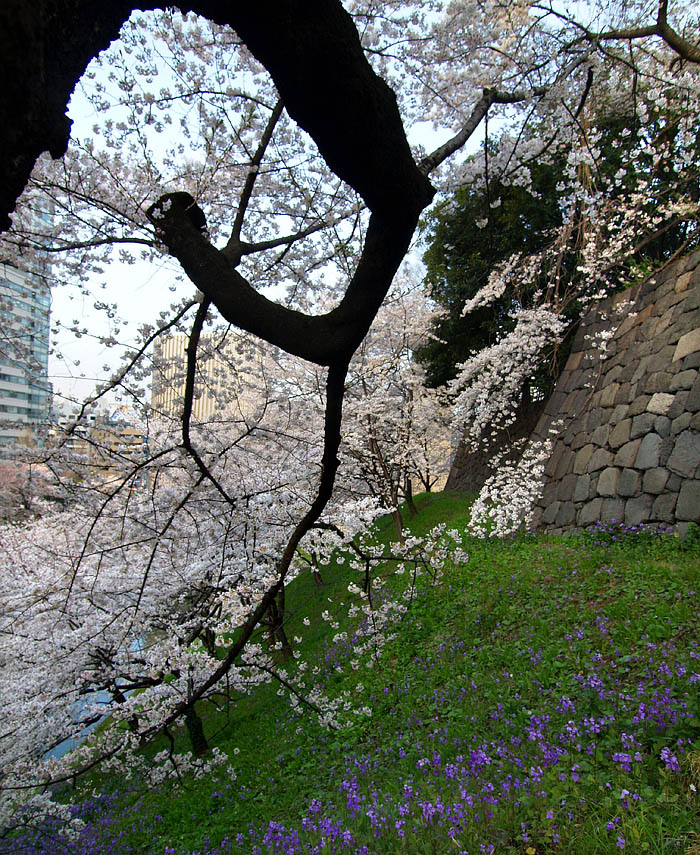 田安門の石垣と水墨画を思わせる桜