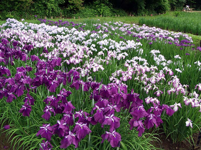 紫と白が基本の花菖蒲