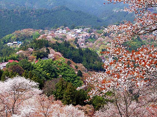 上千本からの眺望