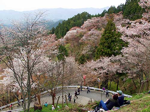 満開の上千本
