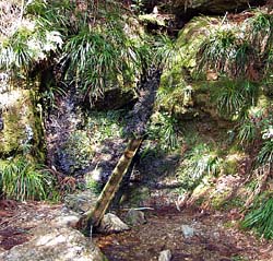 苔清水