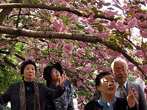 桜のトンネル・普賢象
