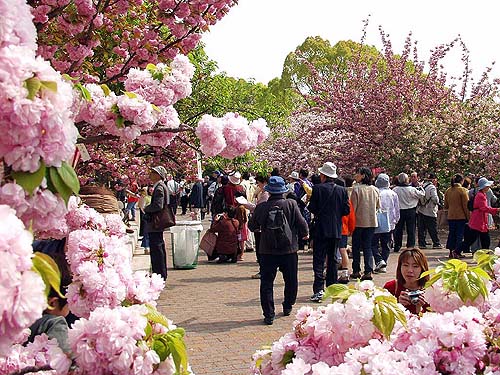 桜が咲き乱れる構内