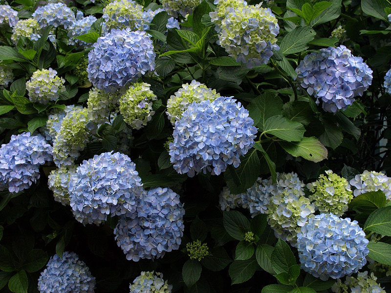 咲き始めた宮ノ下駅の紫陽花
