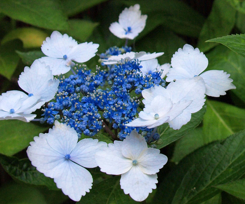 なでしこ咲き紫陽花
