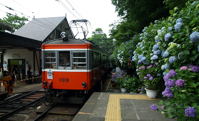 宮ノ下駅の紫陽花