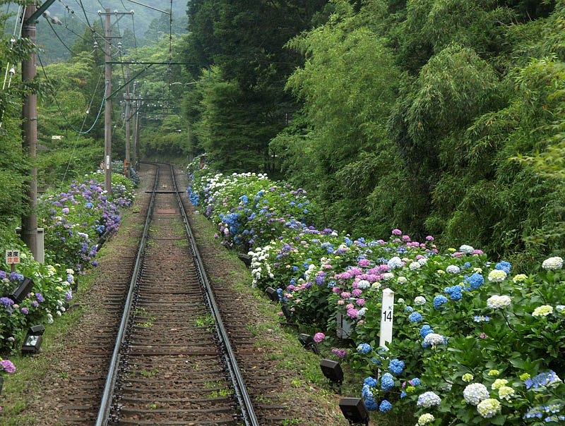 紫陽花の咲く鉄道(仁ノ平踏切付近)