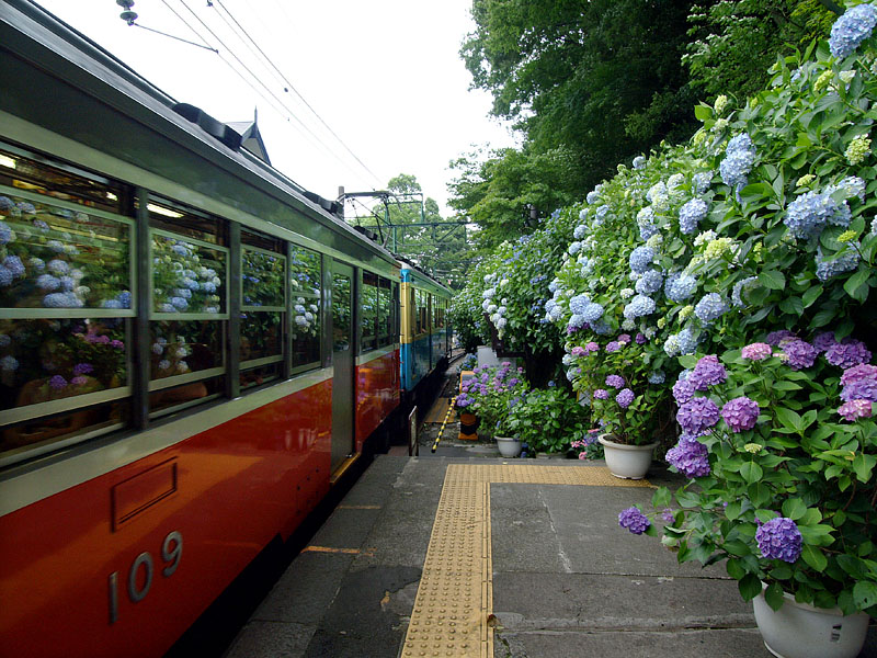 これぞ紫陽花電車
