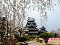 枝垂れ桜と松本城