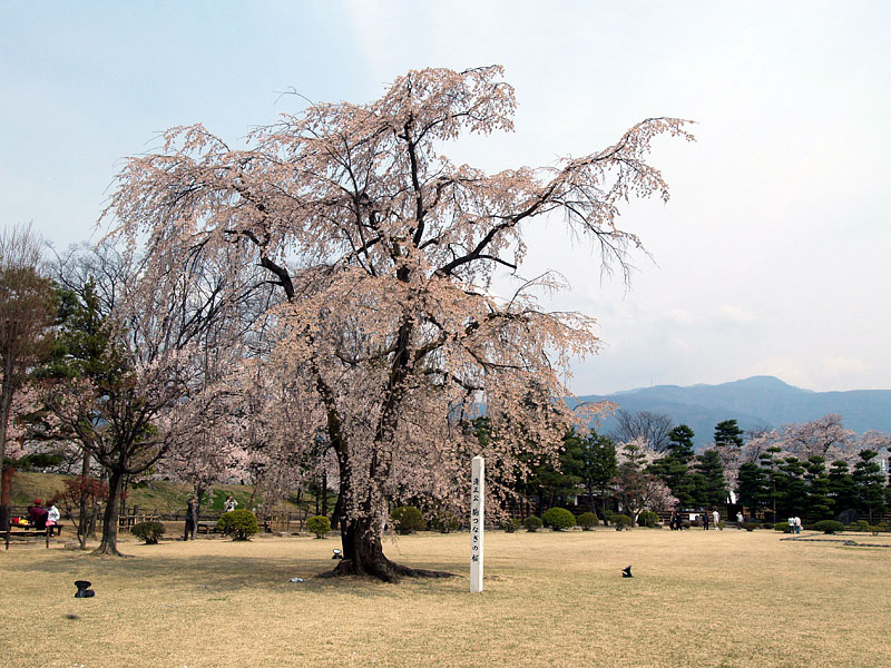 見事な枝ぶりの枝垂桜「清正公 駒つなぎの桜」
