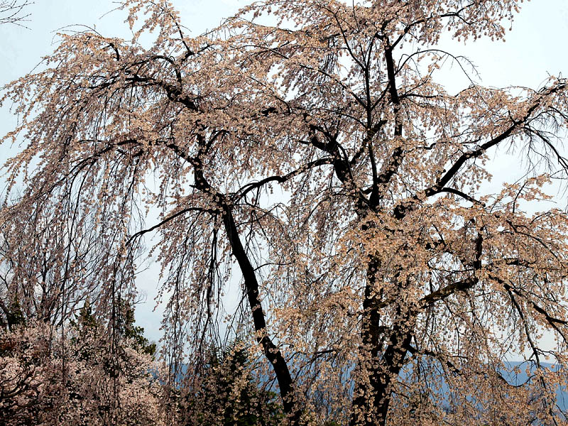 駒つなぎの桜(ズームアップ)