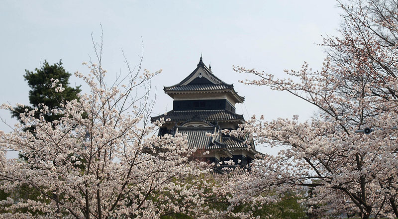 桜に埋もれた松本城(北面)