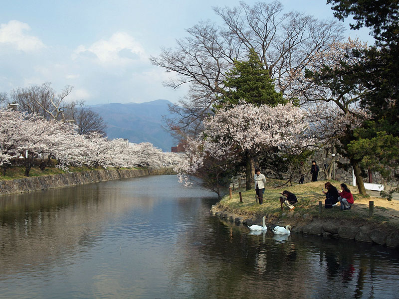 若宮八幡宮跡の白鳥