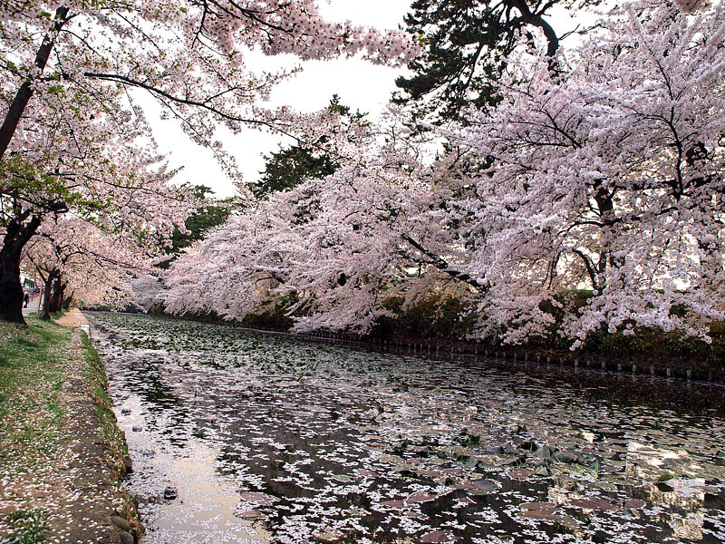 弘前城外濠の桜