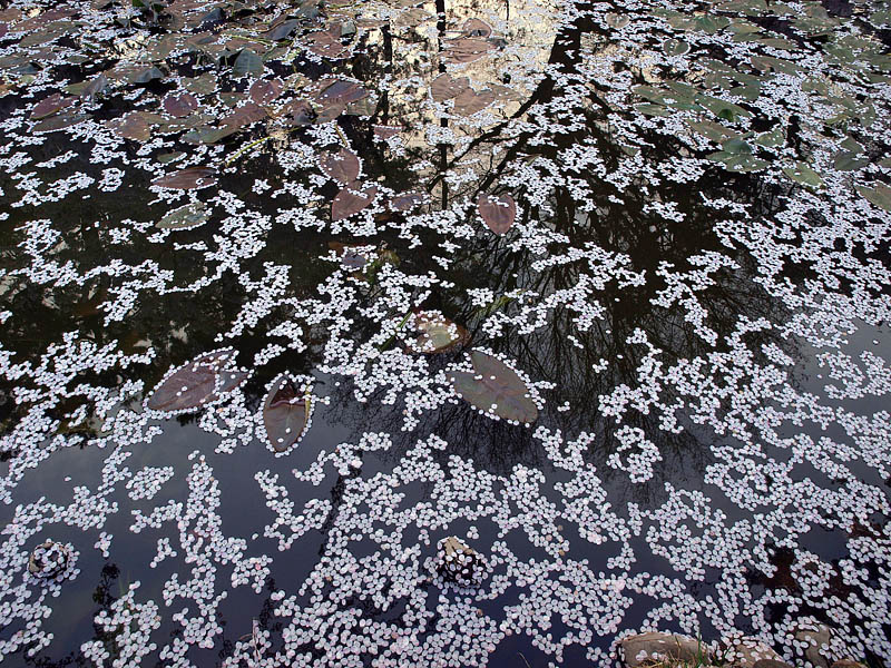 外濠の散り桜