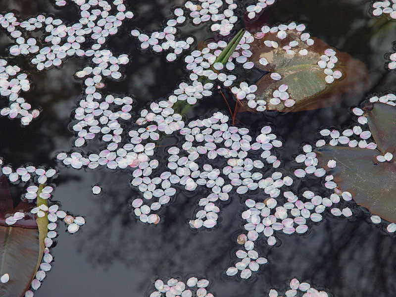 散り桜と蓮の葉