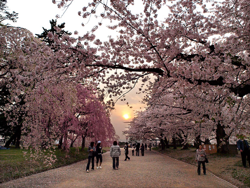 本丸の夕日桜