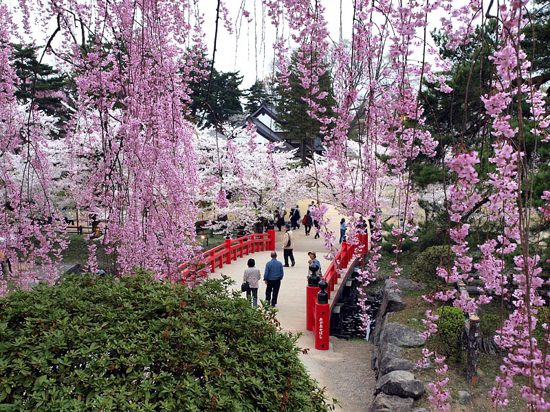枝垂桜と鷹丘橋
