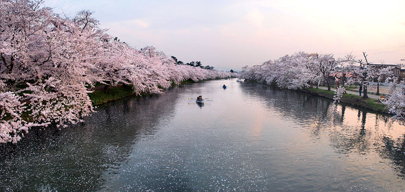 夕日の蓮池
