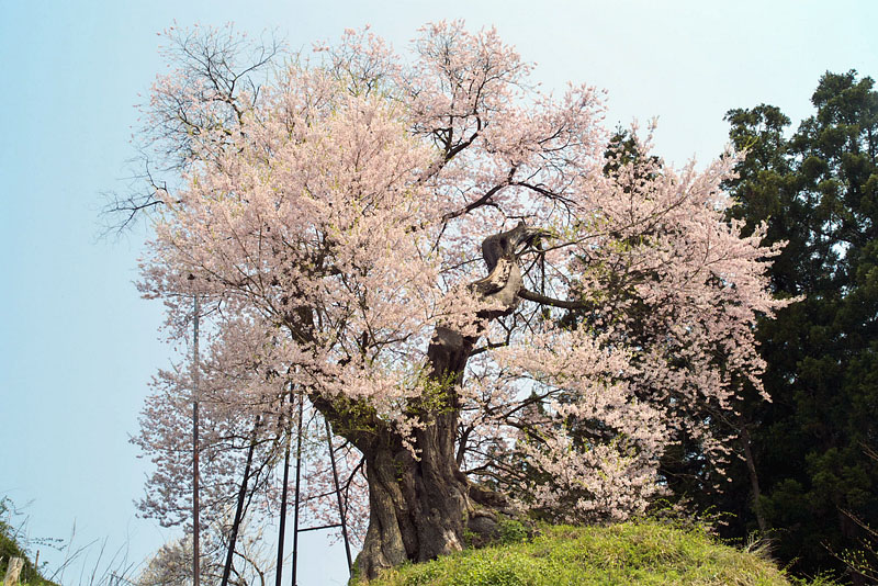 小守堂の桜