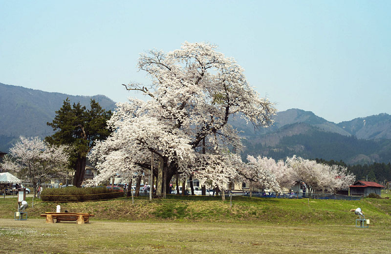 山口奨学桜