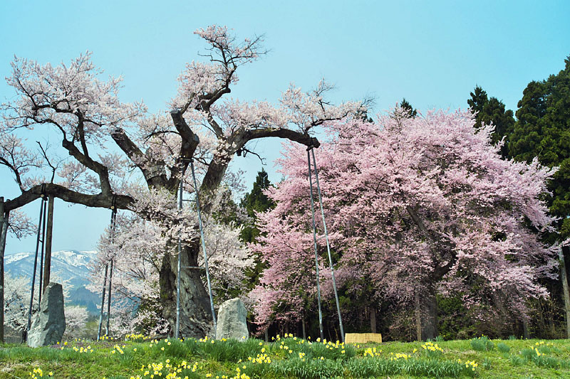 釜の越桜