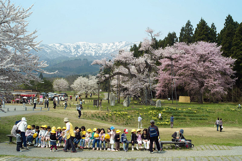 園児の花見