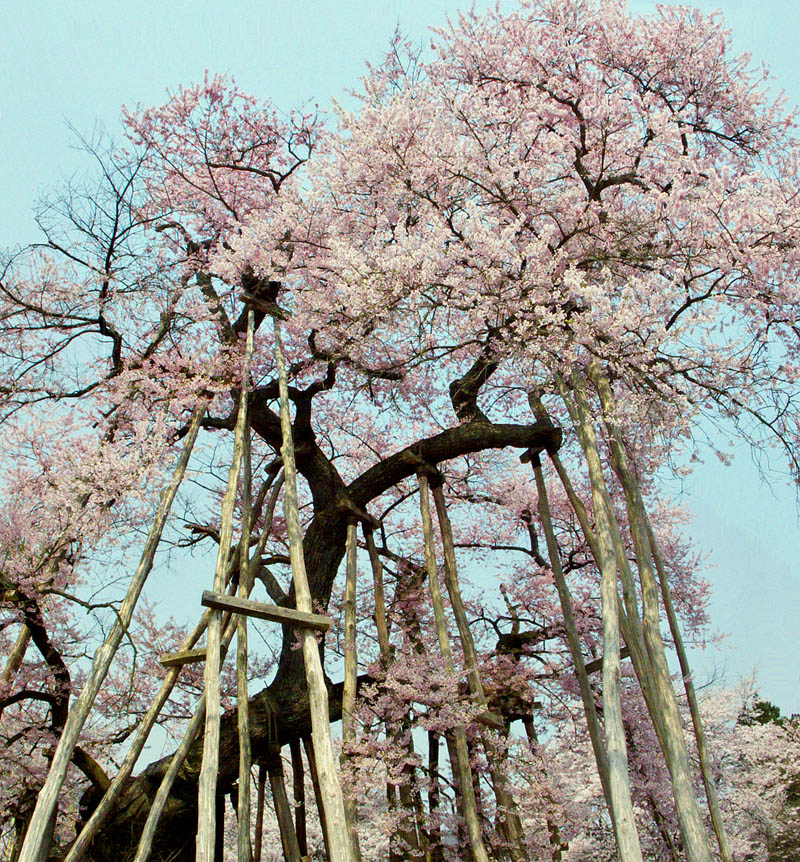 伊佐沢の久保桜
