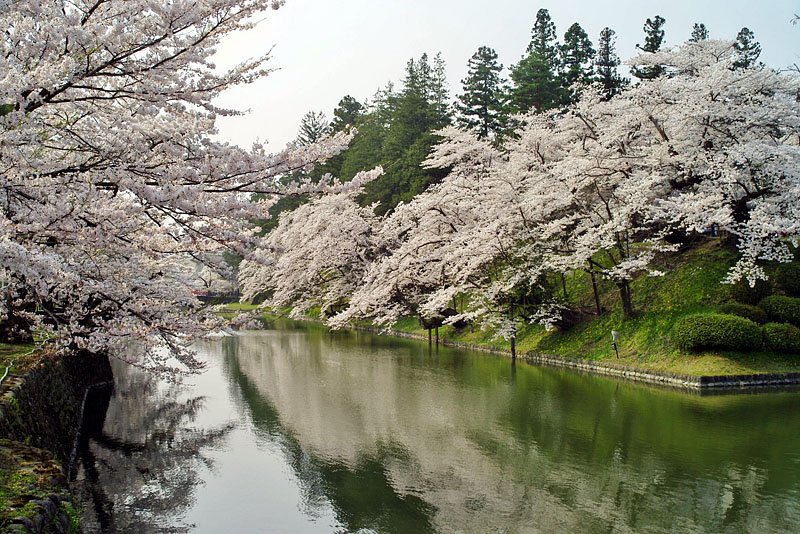 松岬公園の桜