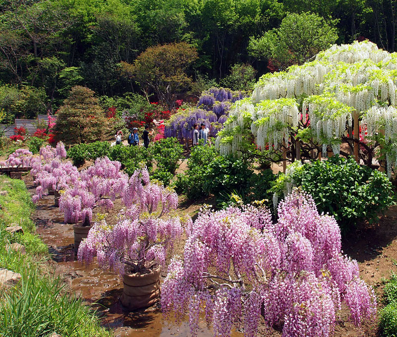 「べに藤」「白藤」「むらさき藤」の三色の藤の花