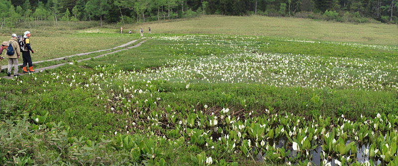 水芭蕉の群生/尾瀬研究見本園