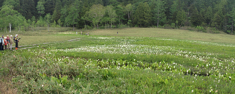 水芭蕉の群生を見る