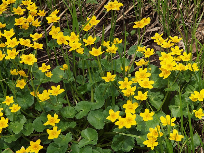 尾瀬に彩りを添える黄花「リュウキンカ」