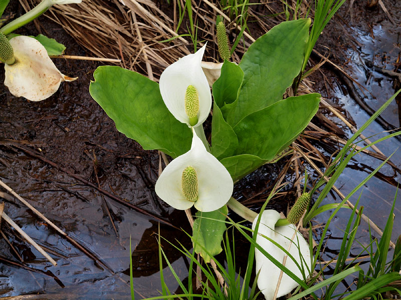 湿地に芽生える水芭蕉