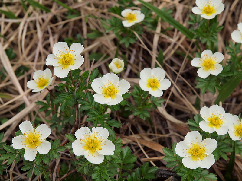 尾瀬の白花「チングルマ」