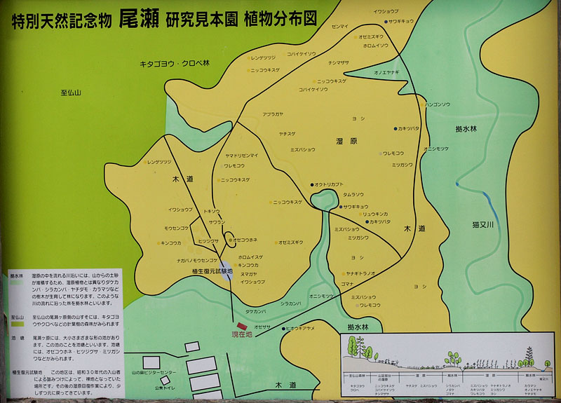 尾瀬研究見本園