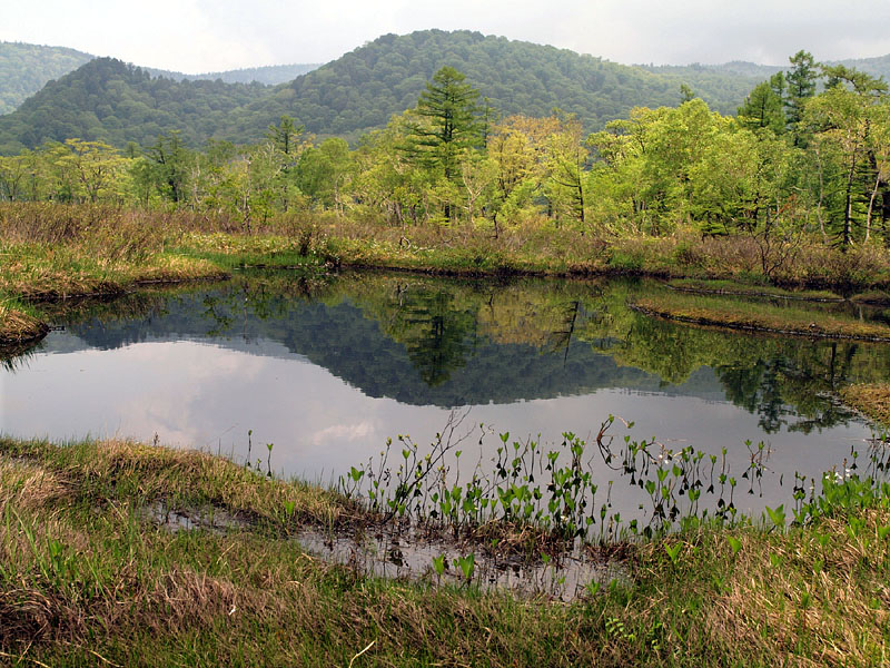 夏山を映す尾瀬の池塘