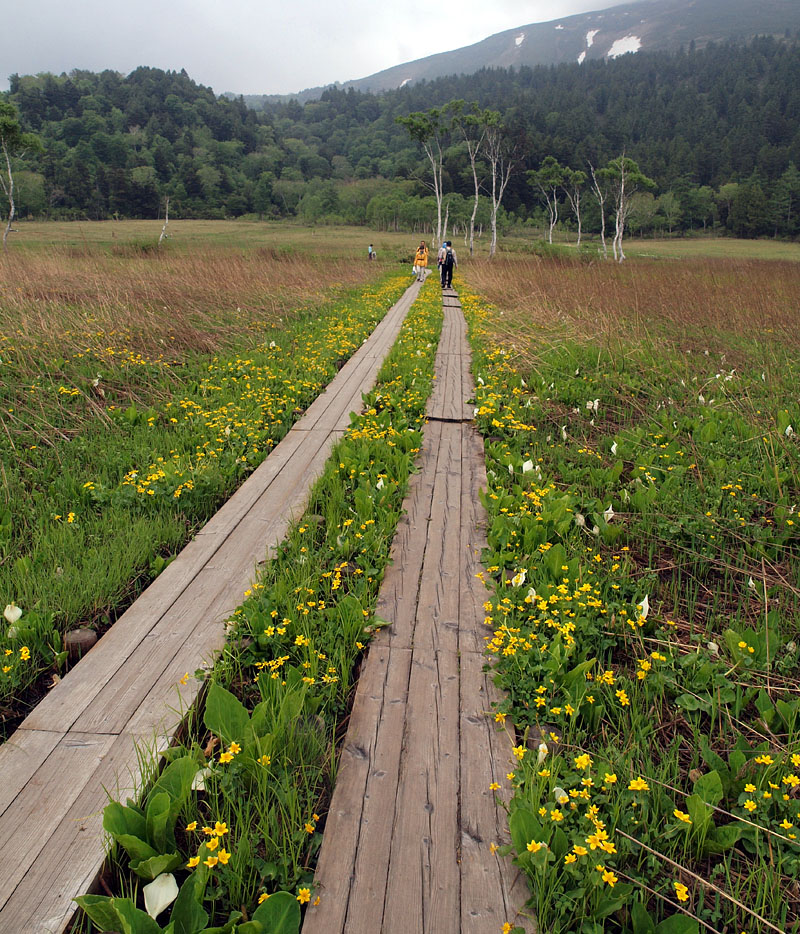 リュウキンカの木道