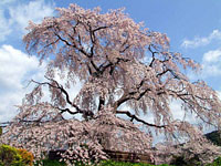 二代目の祇園枝垂桜