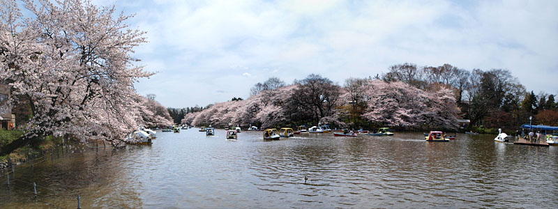 ボート池を覆うパノラマ桜の景観