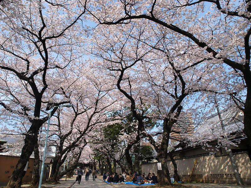 法明寺参道の桜のトンネル