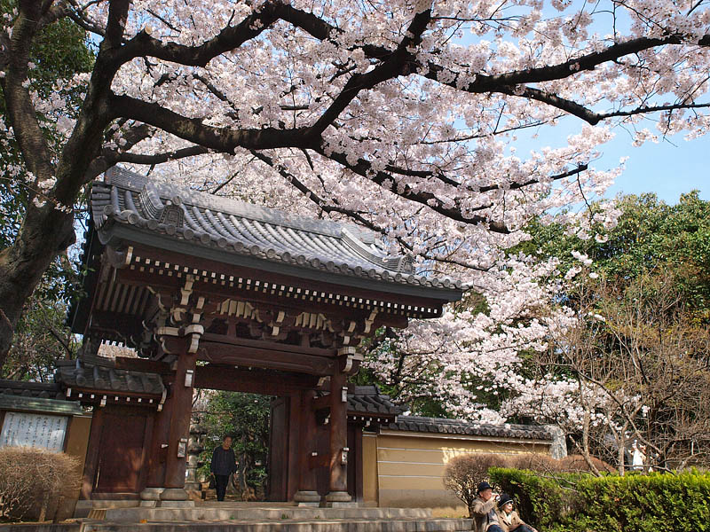 法明寺山門の桜