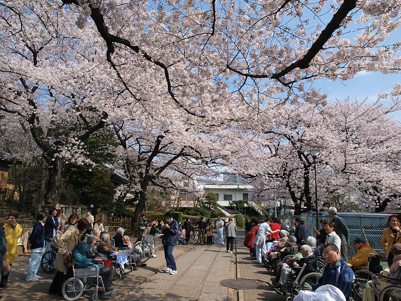 車椅子の花見