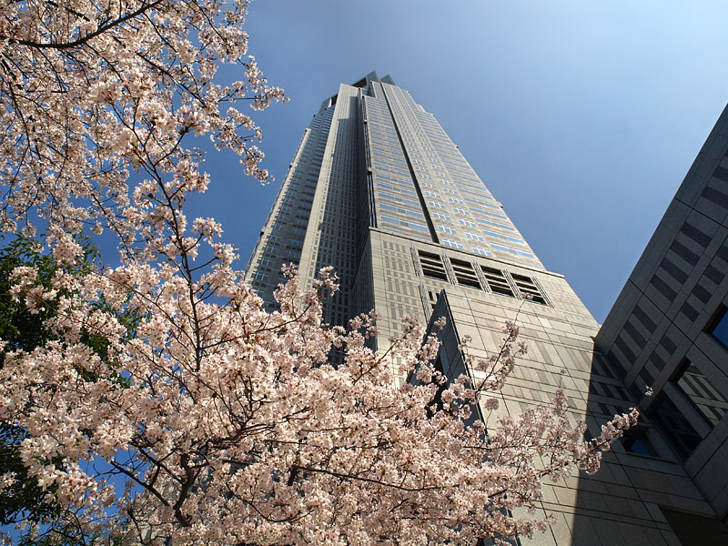 都庁の桜