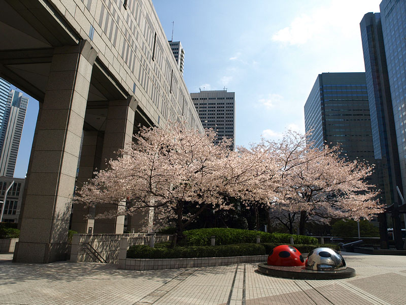 ビルの谷間の桜