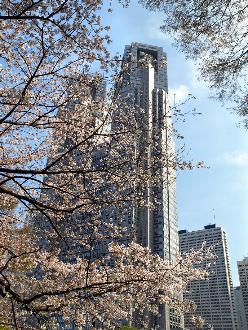 新宿中央公園から望む都庁第一本庁舎