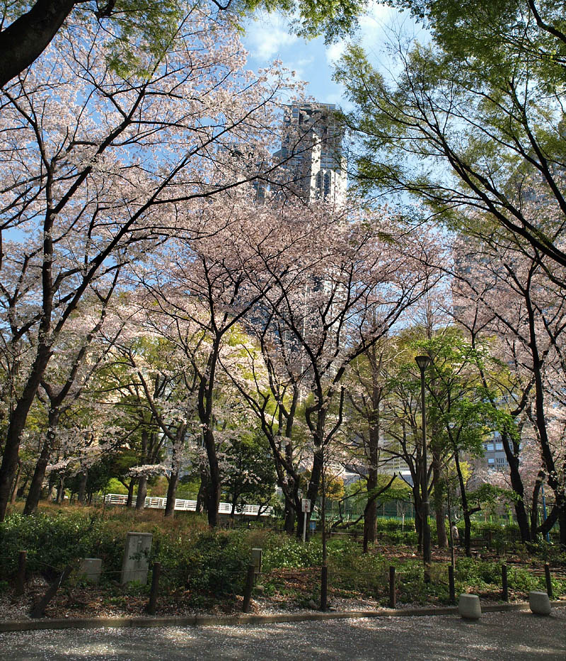 桜と都庁