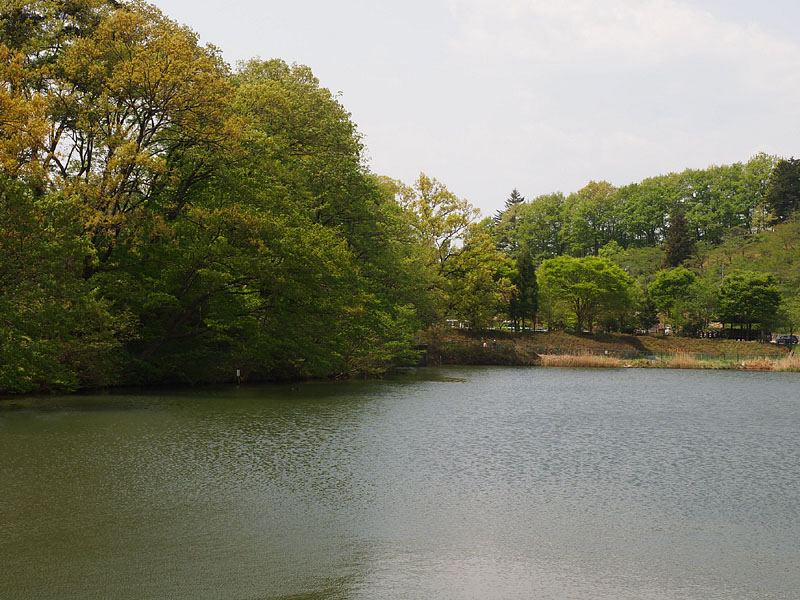 新緑の「姿の池」